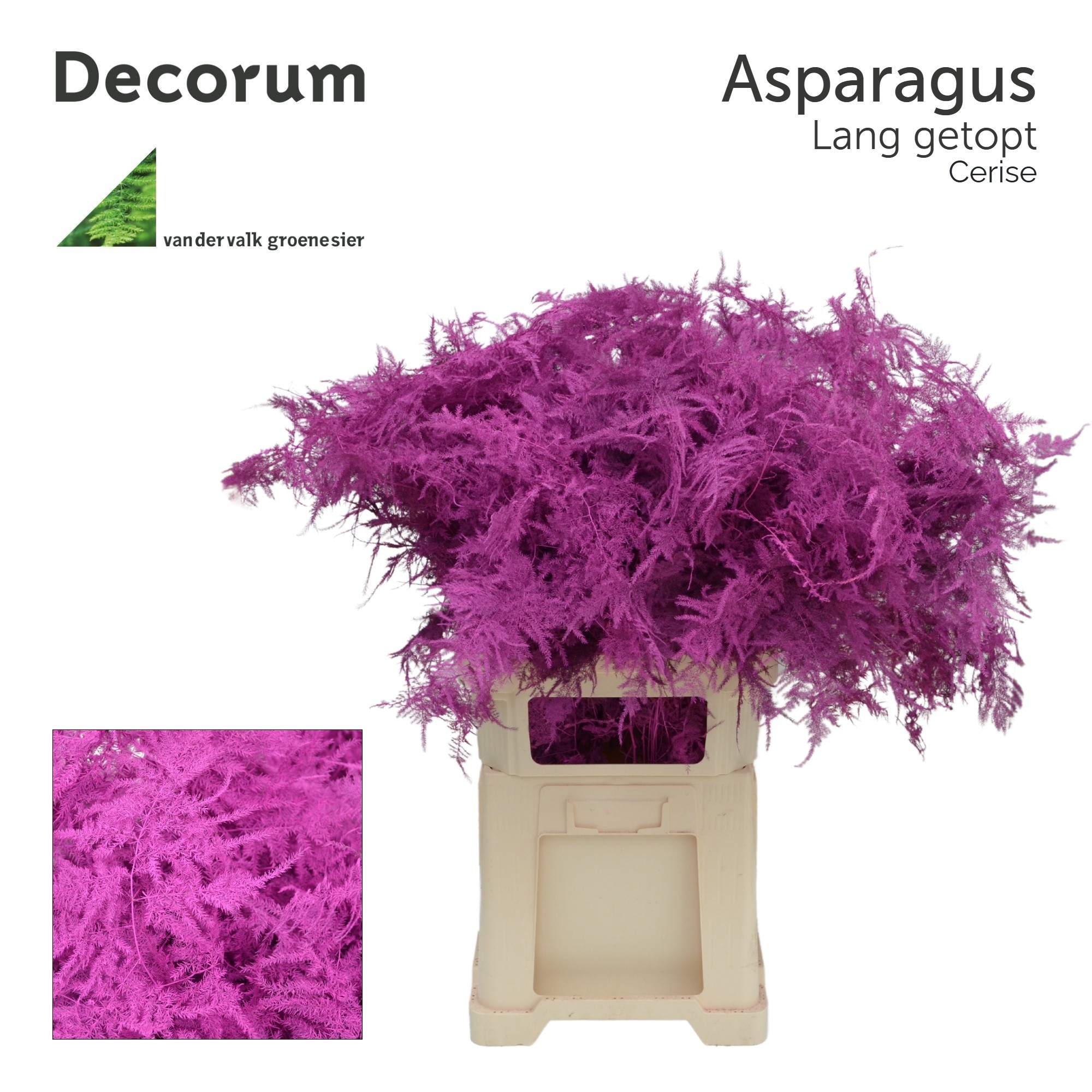 Аспарагус Овериг Крашеный (краш. ) 85, шт.