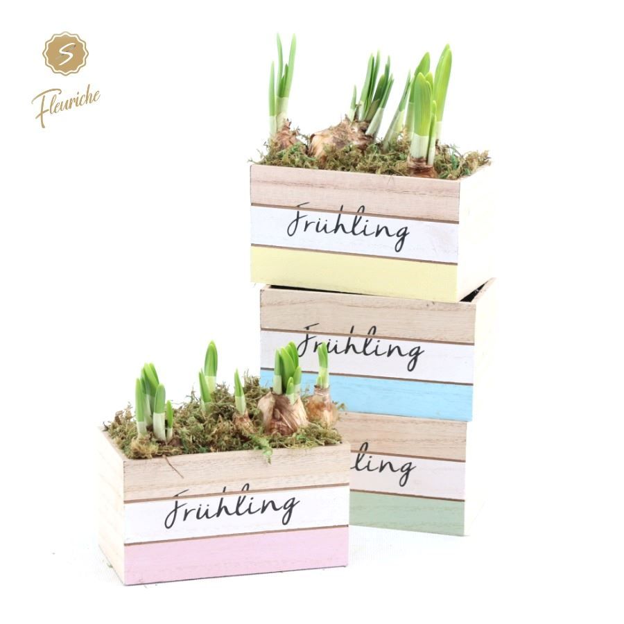 (0973) Narcis Fruhlingbote 2PP, D 14 cm