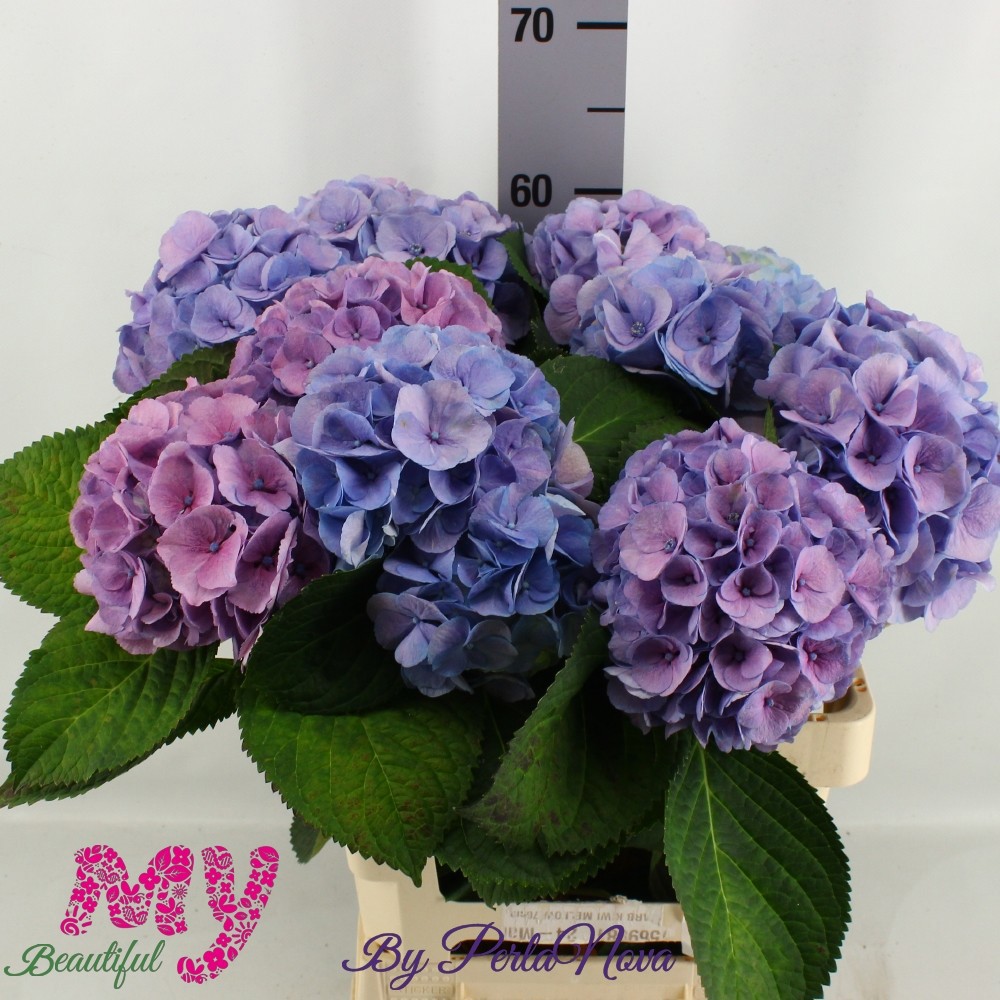 Гортензия Май Бьютифул Хэвен Блю 60, шт.