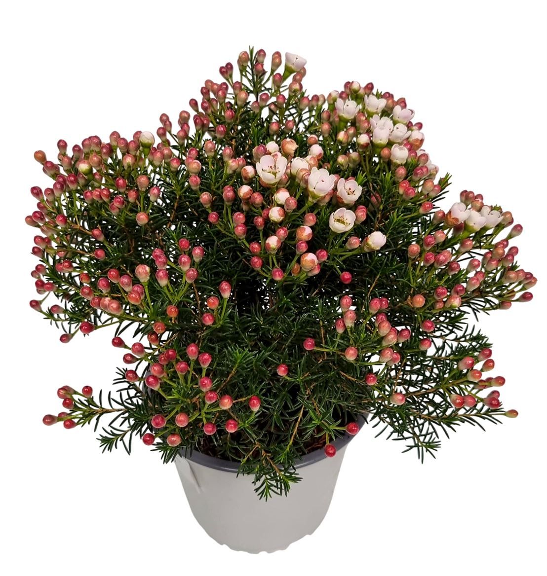 Waxflower Maya Bush, D 14