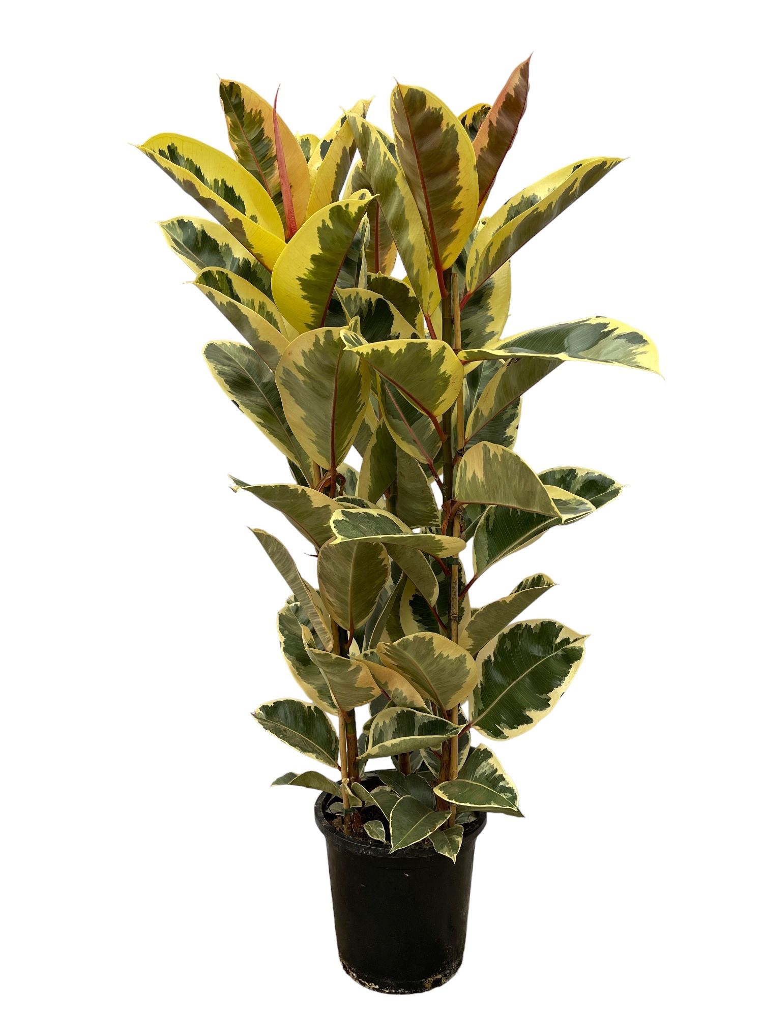 Ficus elastica 'Tineke' toef - 140cm - 3PP, D 27