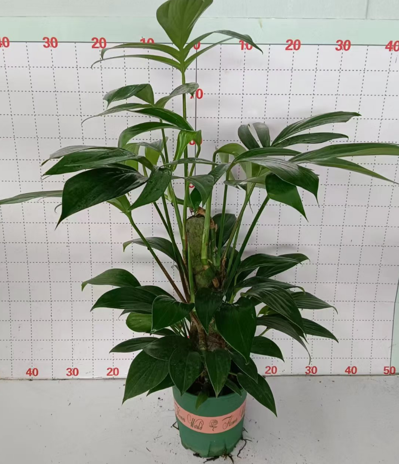 Филодендрон Клаймбинг Пиллар Вилт-аттрактинг Квилин 20 80