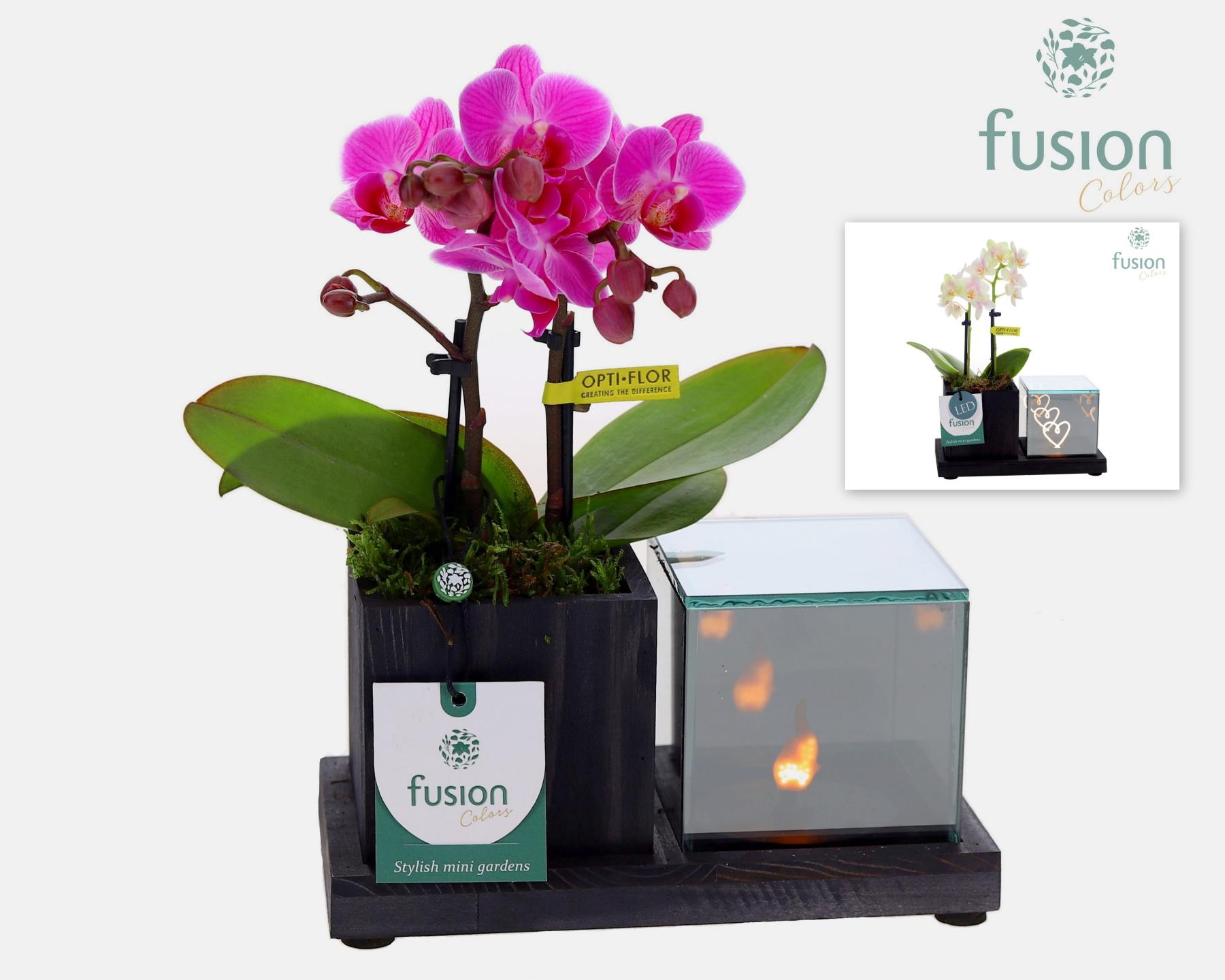 Houten Elegant LED planter met Phalaenopsis, D 19