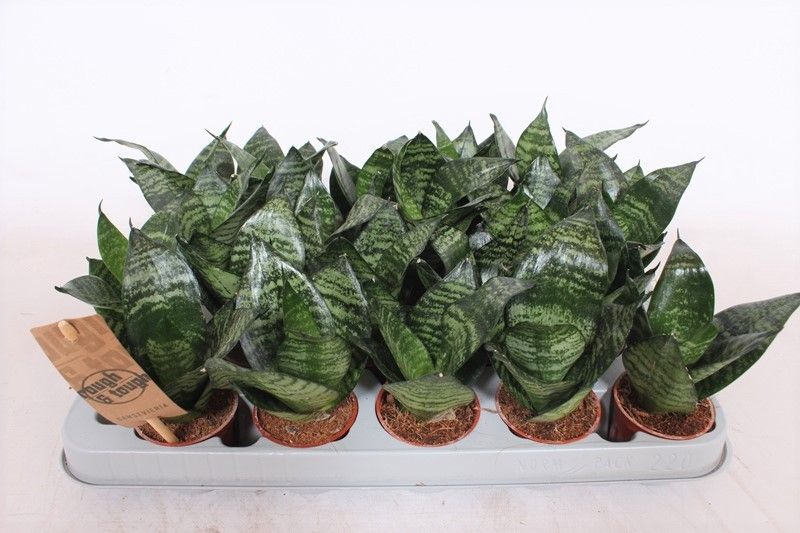 Sansevieria Hahnii, D 6