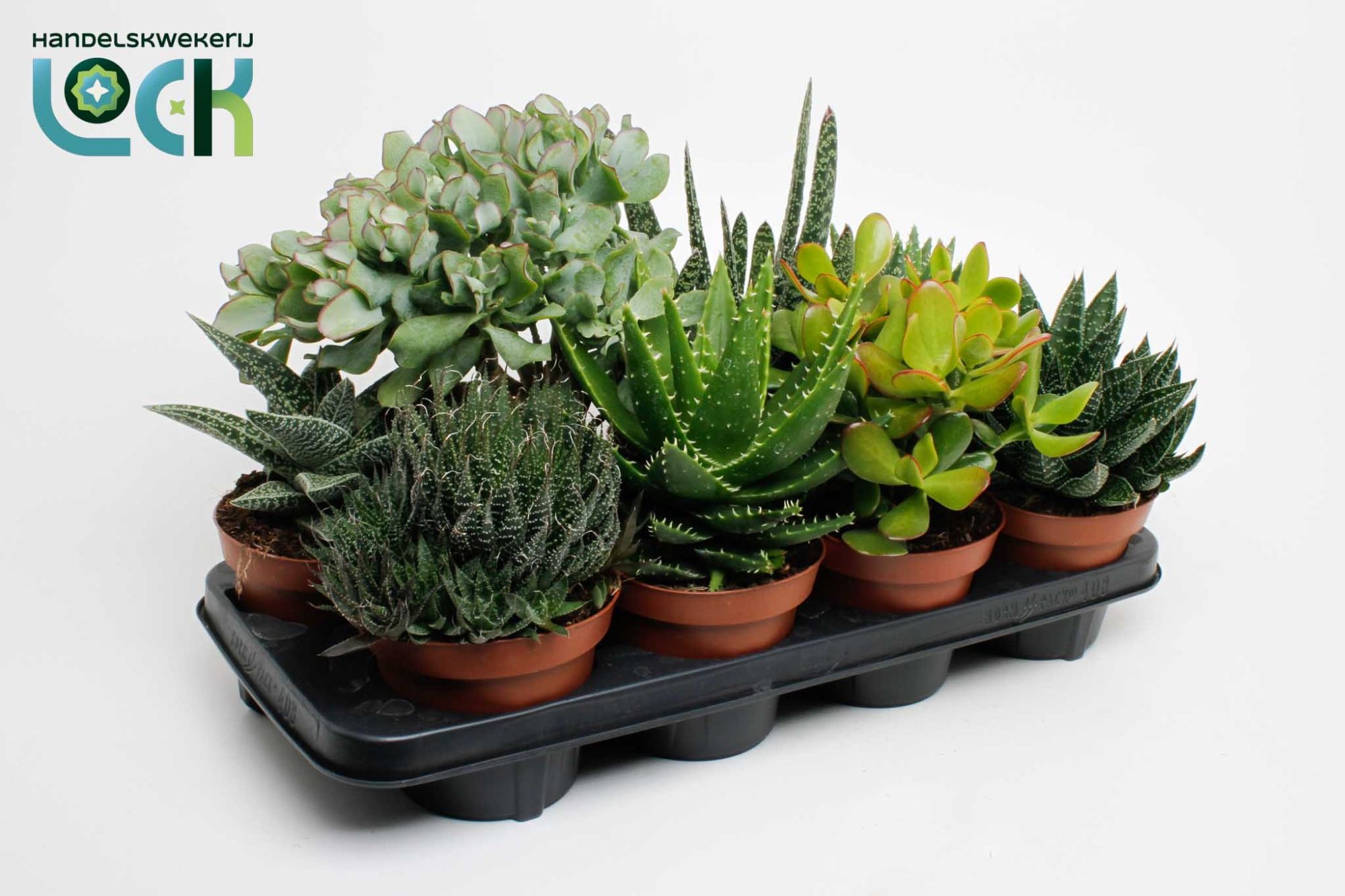 Succulenten mix, D 14