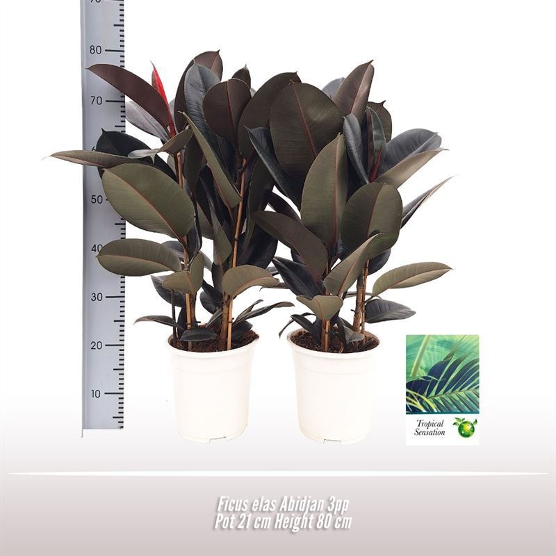 Ficus elas. Abidjan, D 21 cm