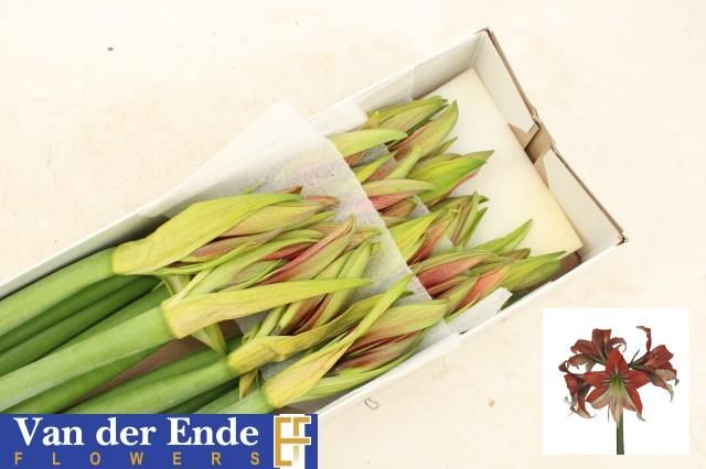 Амарилис Хэппи Вэлли (красно-зел.) x12, шт.