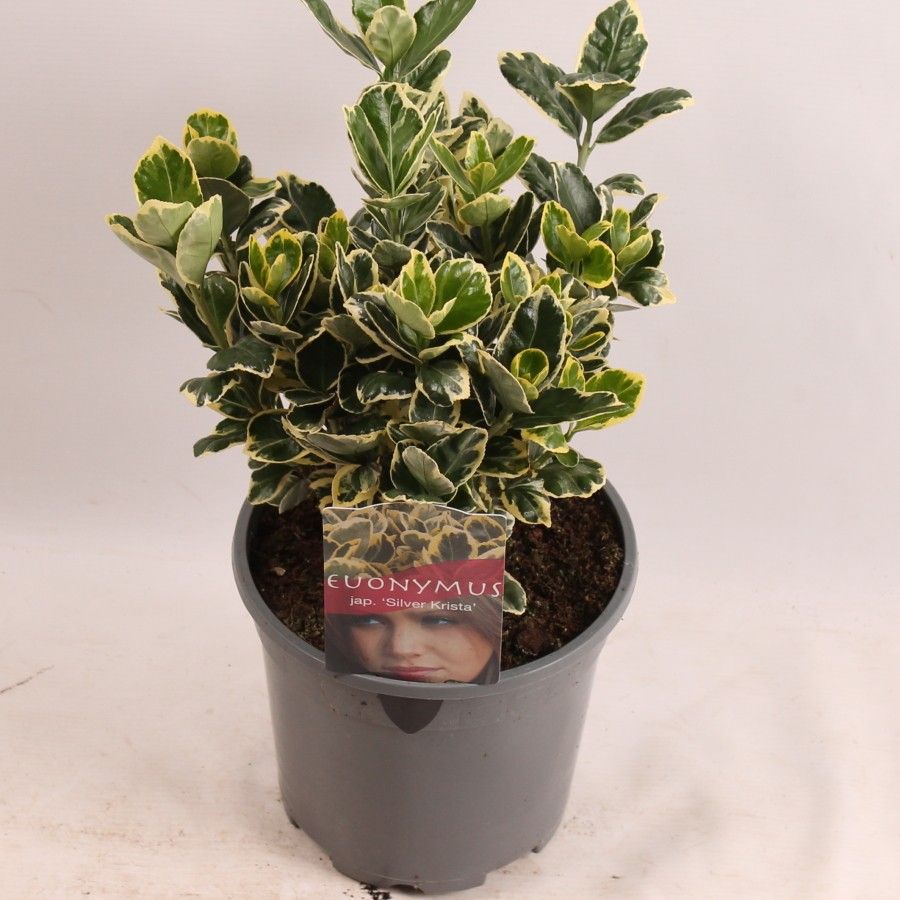 Euonymus jap. Silver Krista, D 17