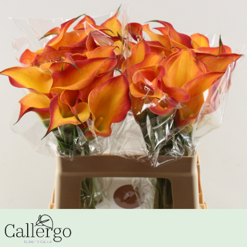 Калла Морнин Сан 55 (оранжево-желт.), шт.