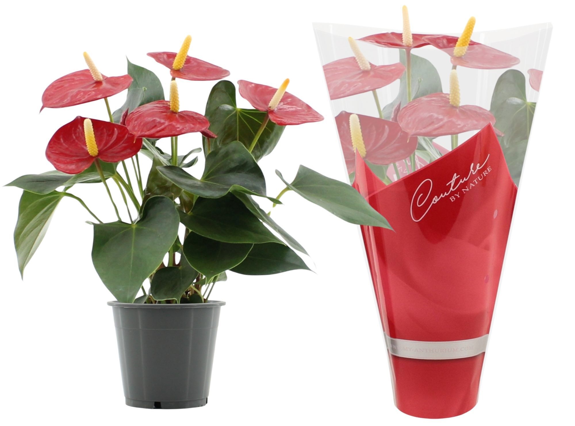 Anthurium 12 cm Aroha in Couture sleeve, D 12