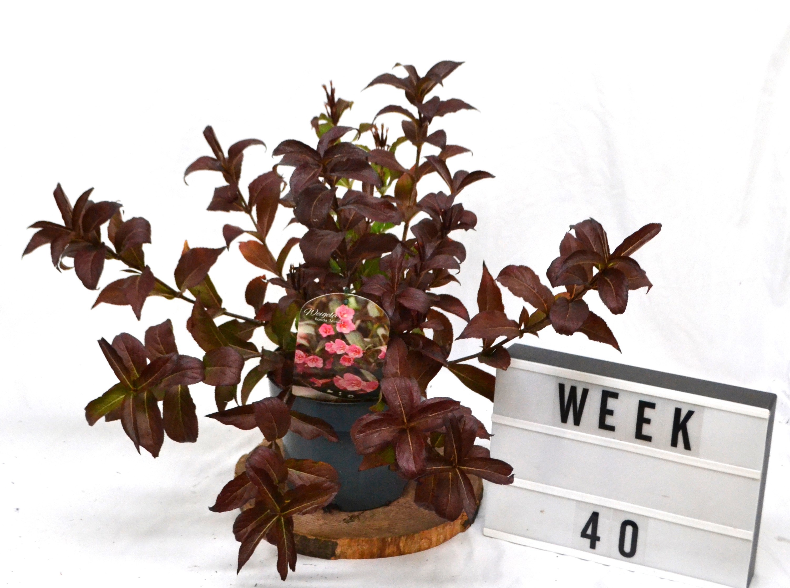 Weigela 'Minuet' C3, D 19 cm Weigela 'Minuet' C3, D 19 cm