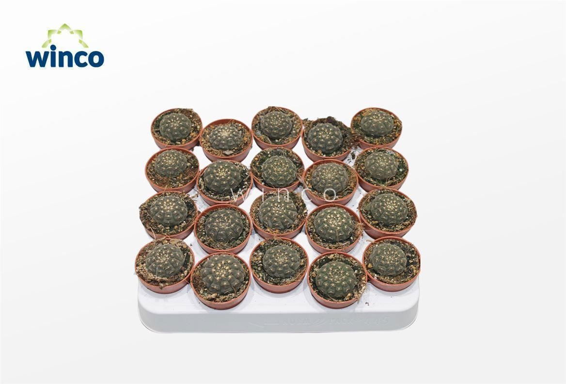 Gymnocalycium Ragonesei, D 5,5