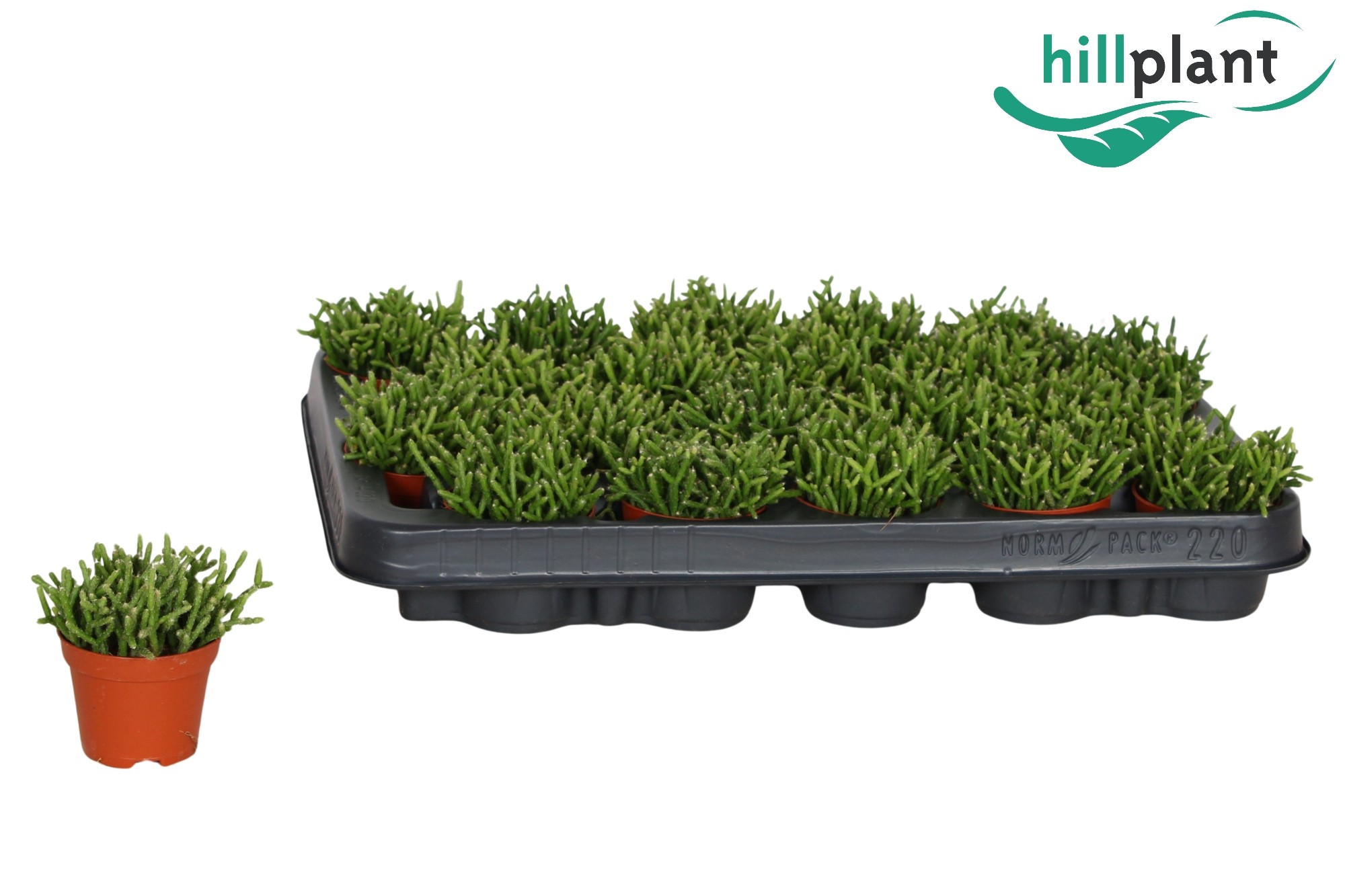 Rhipsalis cereuscula 6 cm, D 6