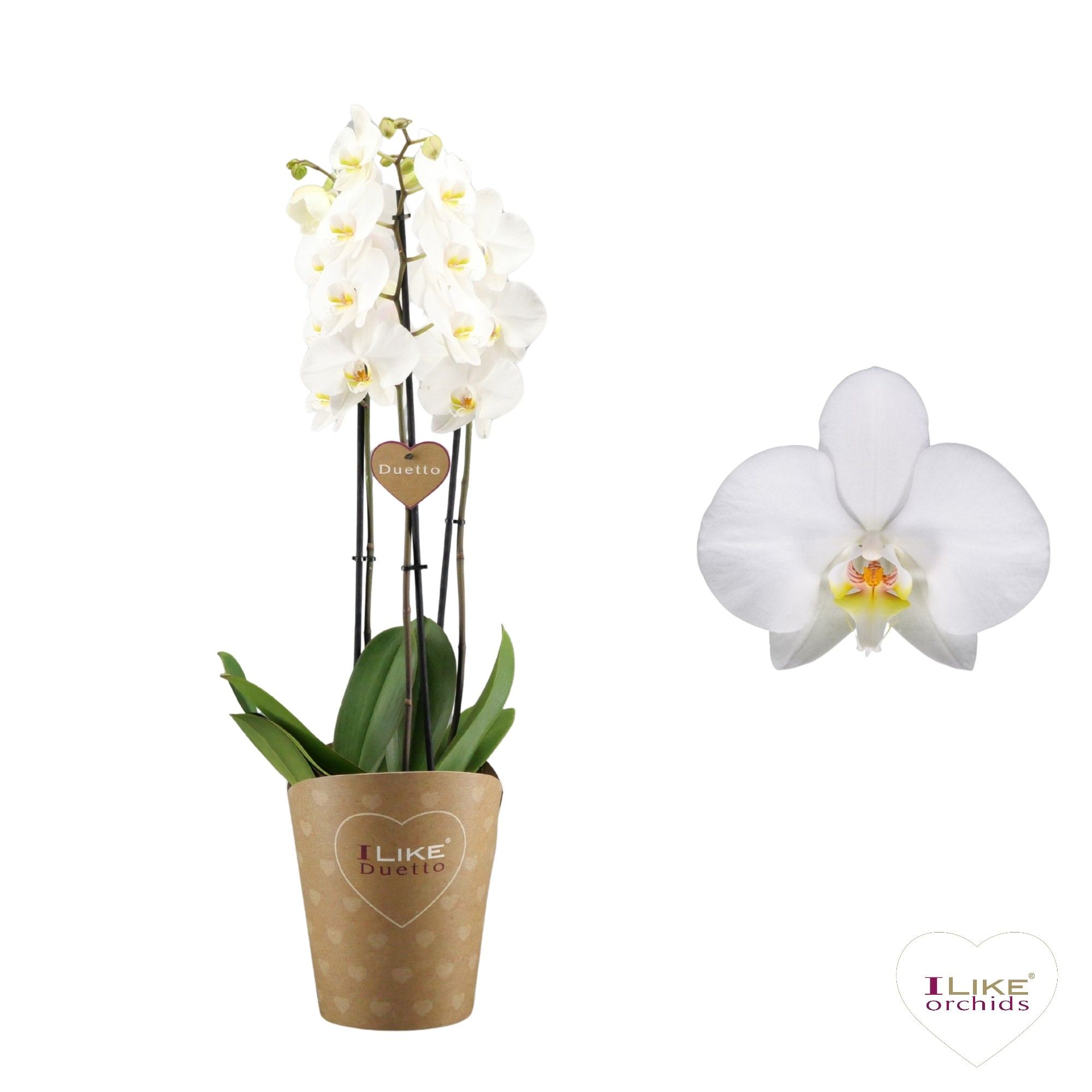 Duetto Leeds - 3 tak, D 17