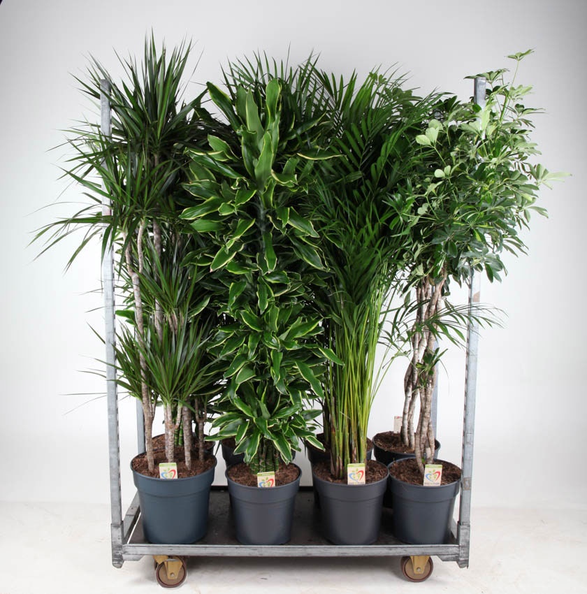 Mix Winter Promo 12, D 31