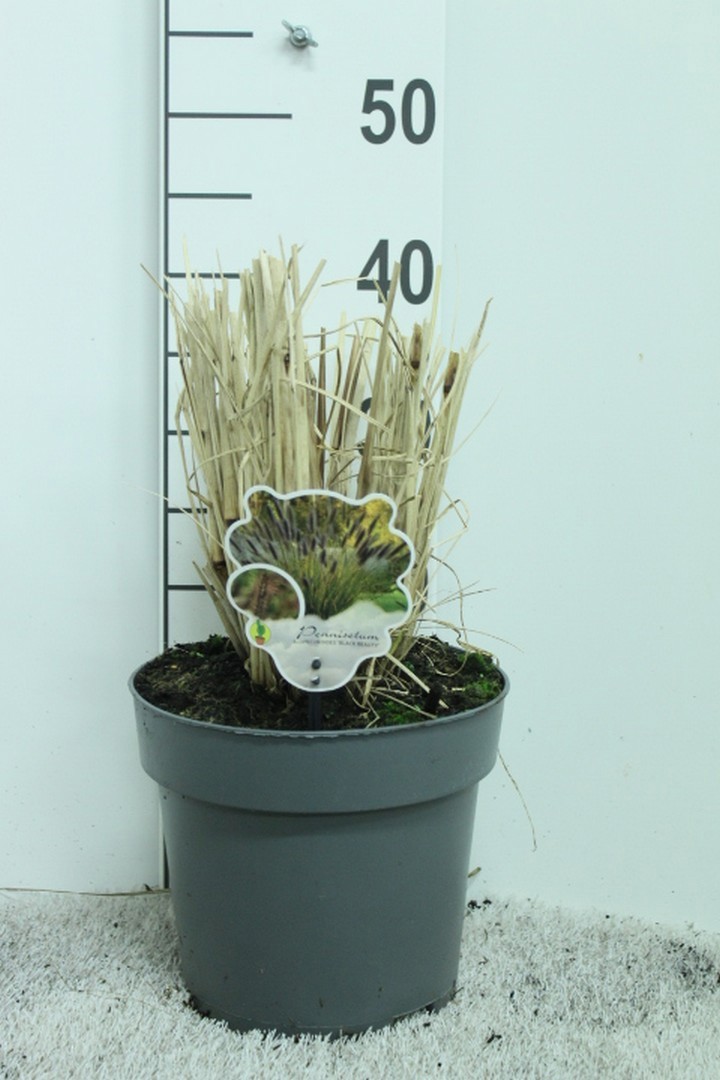 Pennisetum alop. ' Black Beauty' P23, D 23