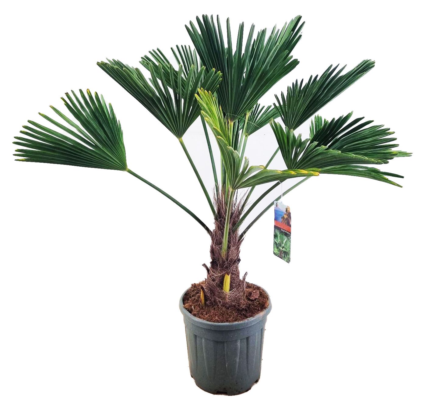 Trachycarpus wagnerianus, D 32