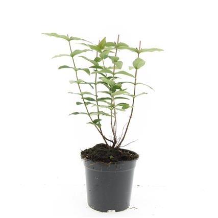 Hypericum i. 'Autumn Blaze', D 14