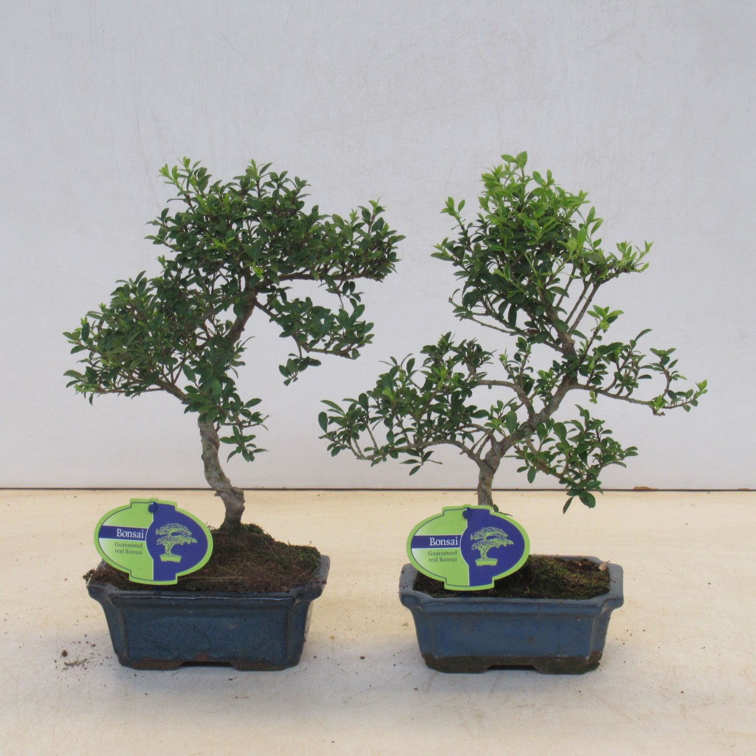 Ilex crenata, 15 cm shape, small leaf, without driptray, D 15