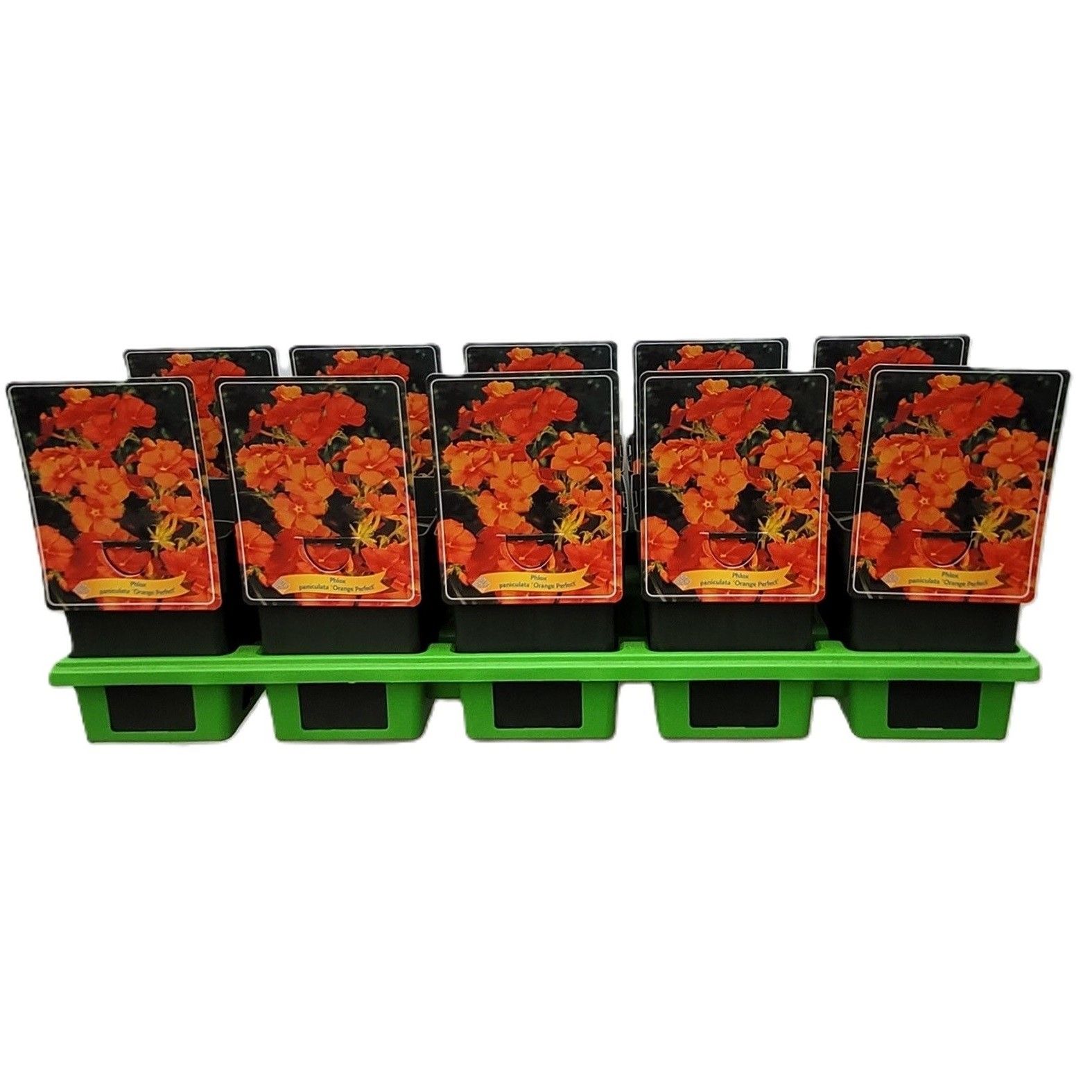 Phlox paniculata 'Orange Perfection' P11, D 11