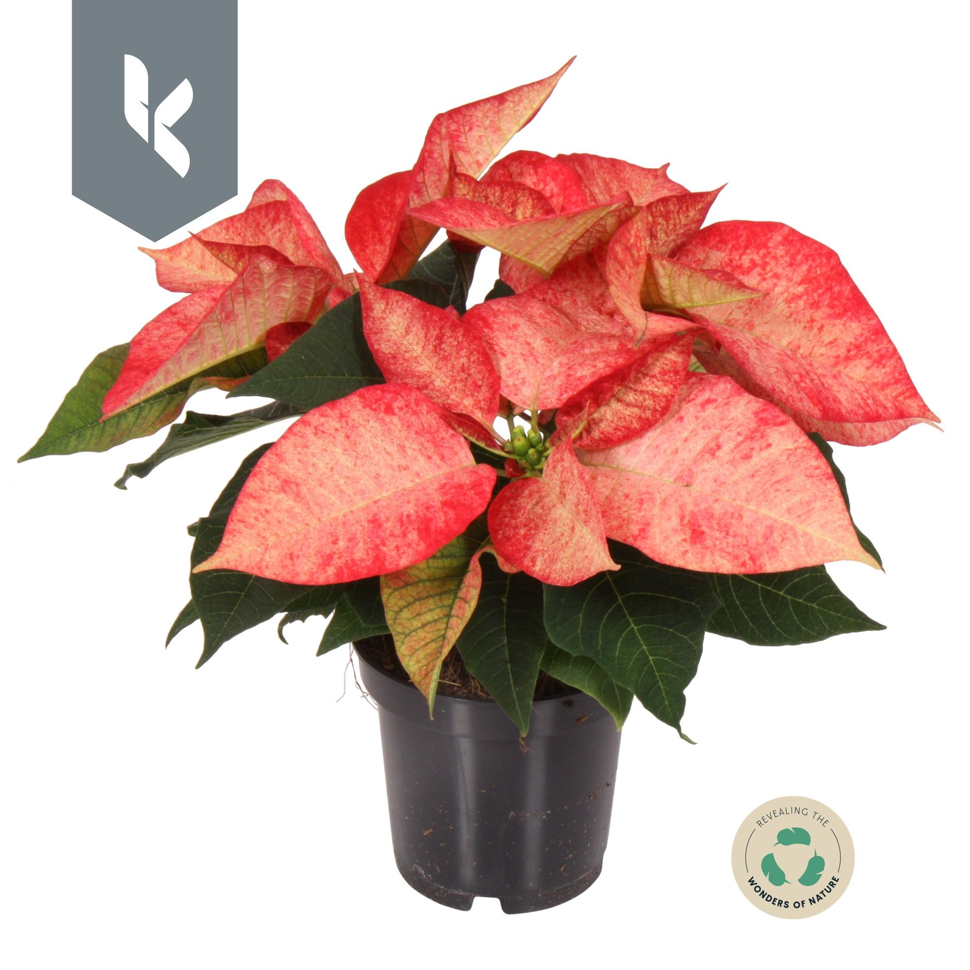 Poinsettia Ice Crystal, D 10,5 cm
