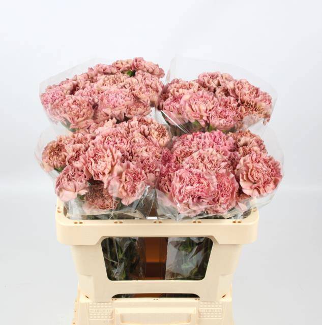 Диантус од. Леже Пинк, шт.