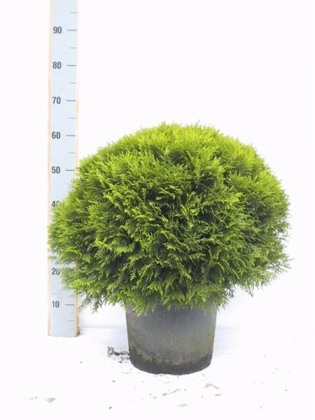 Thuja occidentalis Danica, D 29