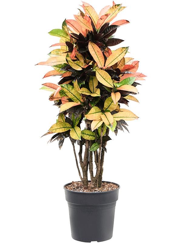 Croton (Codiaeum) variegatum 'Mrs. Iceton' (105-135cm), D 27