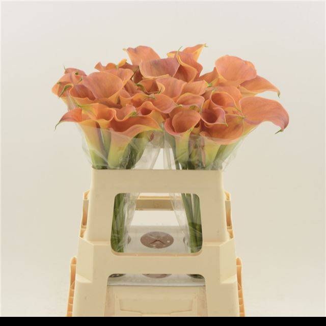 Калла Сансет Пэшн 55, шт.