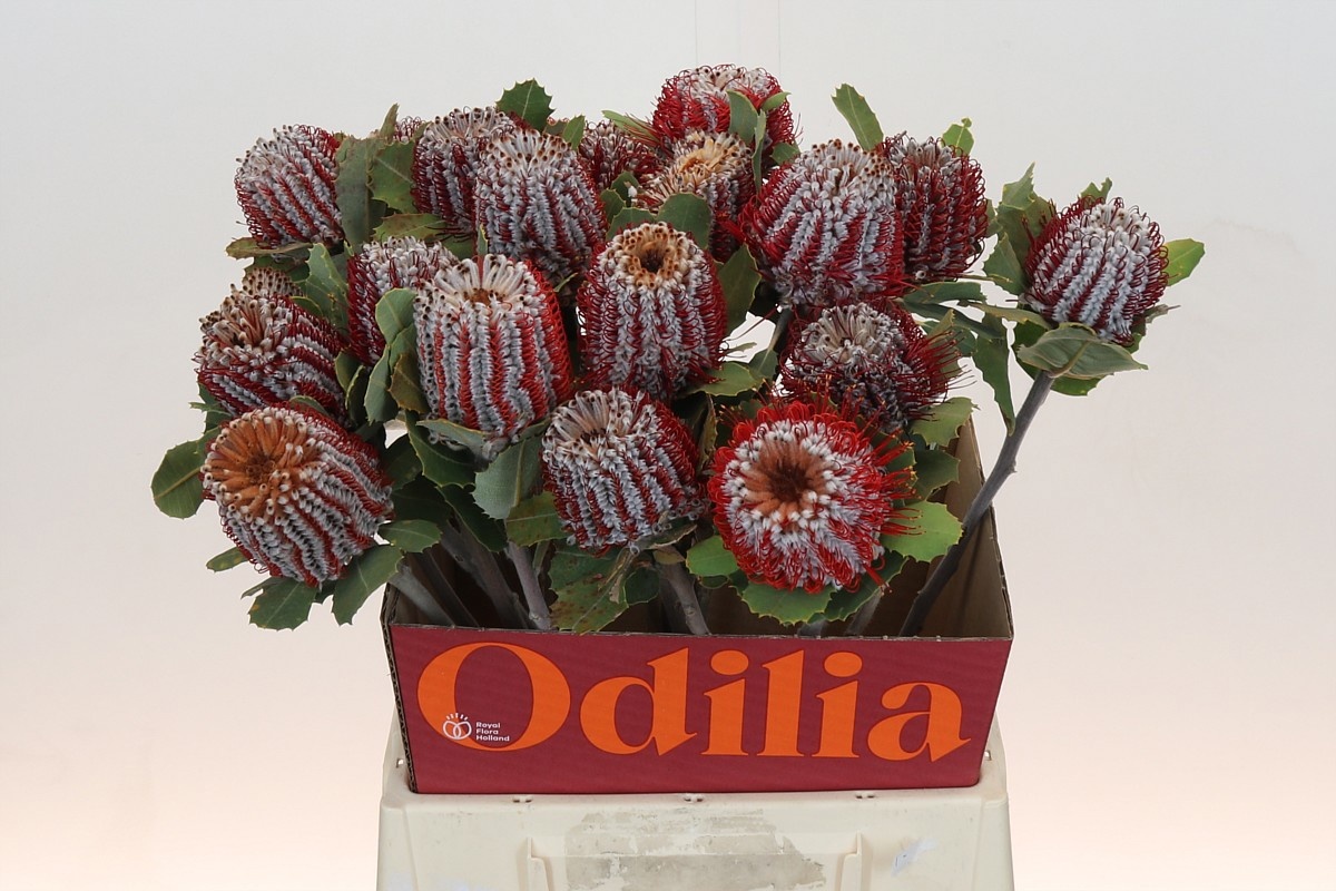 Банксия Кочинея 50, шт.