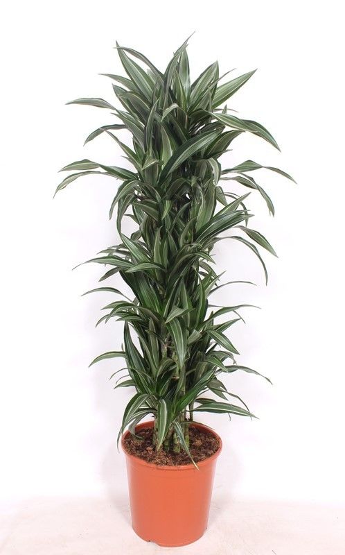 Dracaena Ulises, D 30