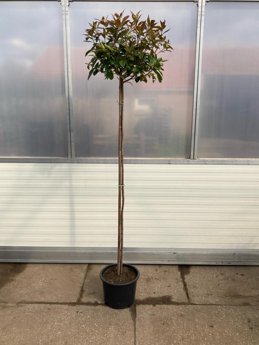 Photinia fraseri 'Red Robin', bol, D 36
