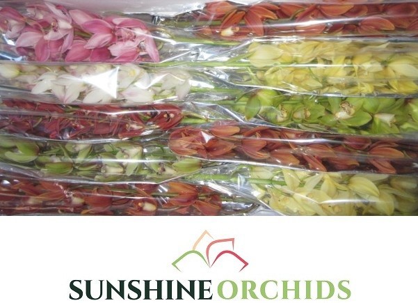 Цимбидиум мини Микс x10 60, шт.