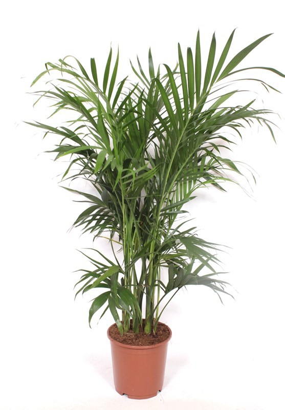 Chamaedorea cataractarum "Stella Palm", D 24