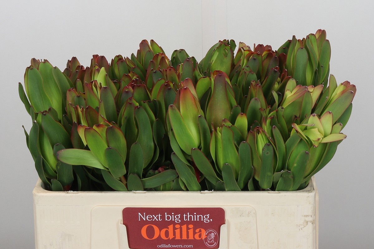 Леукадендрон Лаурел Еллоу 50, шт.