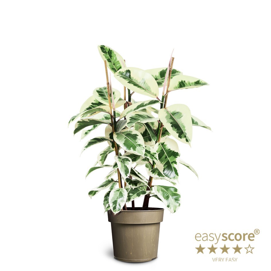 FICUS ELASTICA 'TINEKE', D 24 cm FICUS ELASTICA 'TINEKE', D 24 cm