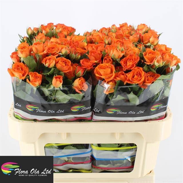 Роза куст. Бейб 70, шт.