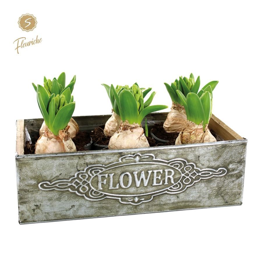 (6900) Hyacint Box Flower [XL] 6PP, D 27 cm