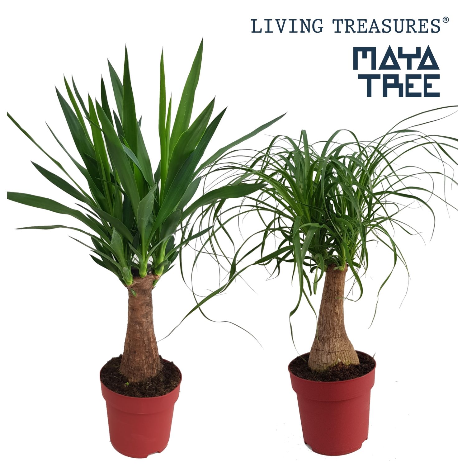 Maya Mix pot 19, D 19