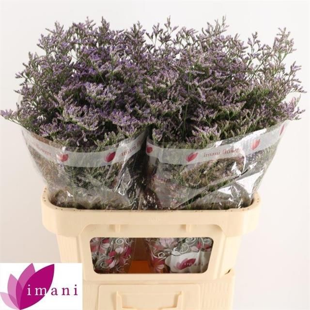 Лимониум Скайлайт 80, шт.