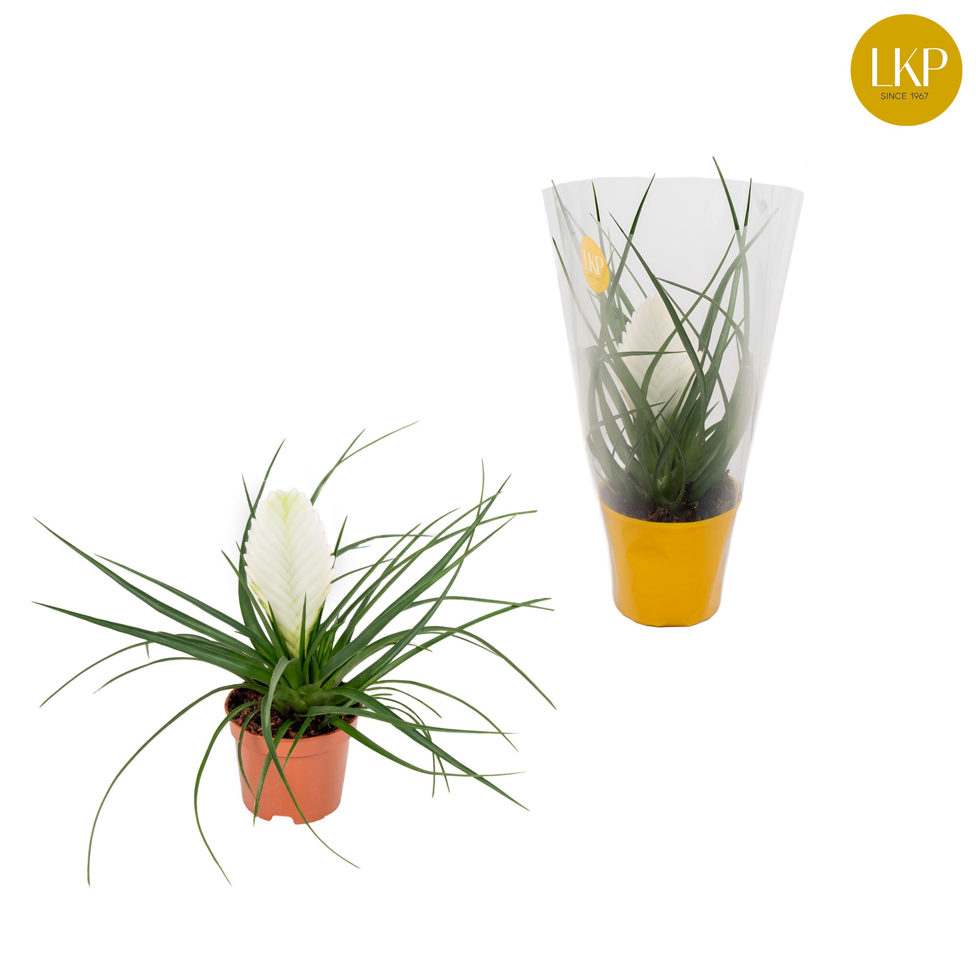 Tillandsia Biancini Wit (Met Hoes), D 9