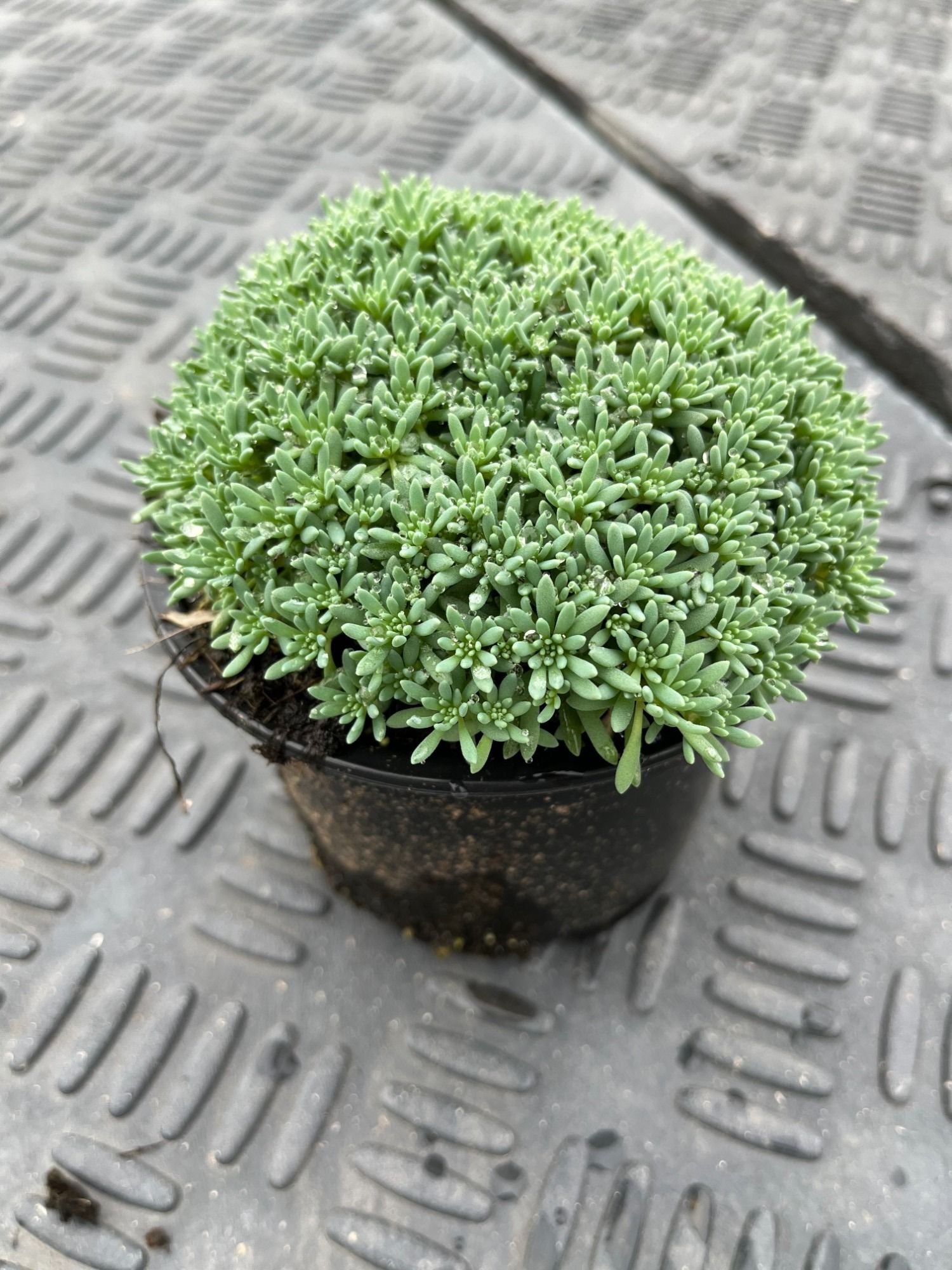 Sedum Silver Frost 13cm, D 13