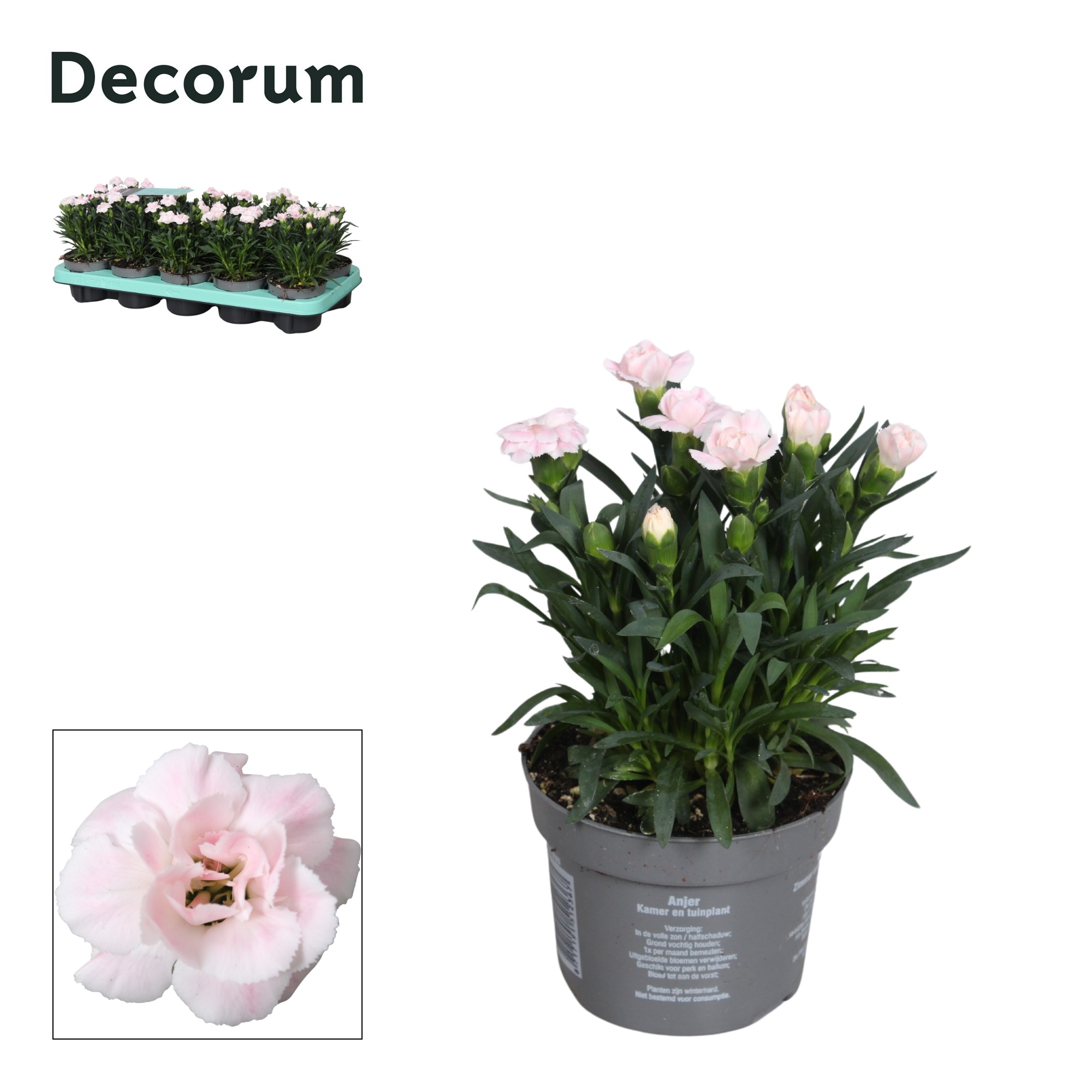 Dianthus - 10,5 cm - Snow (white) - Decorum, D 10,5