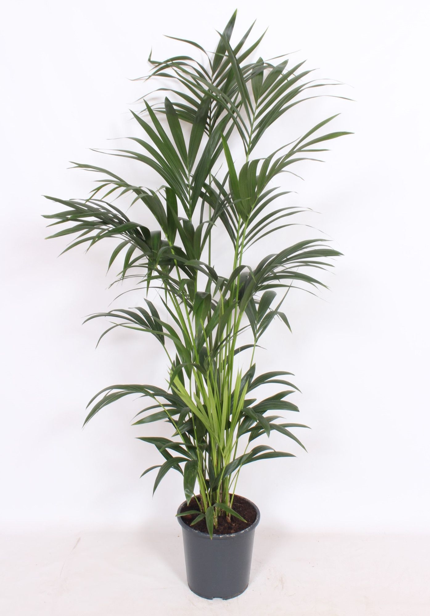 Howea forsteriana 10 per pot, D 27