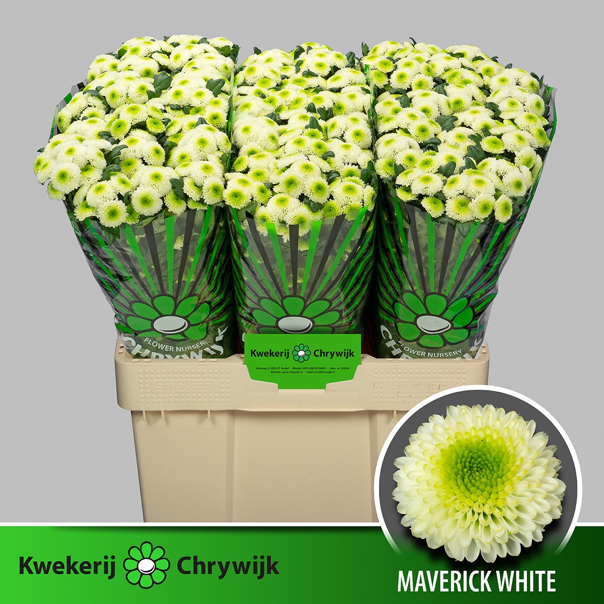 Сантини Маверик Вайт (бел.), шт.