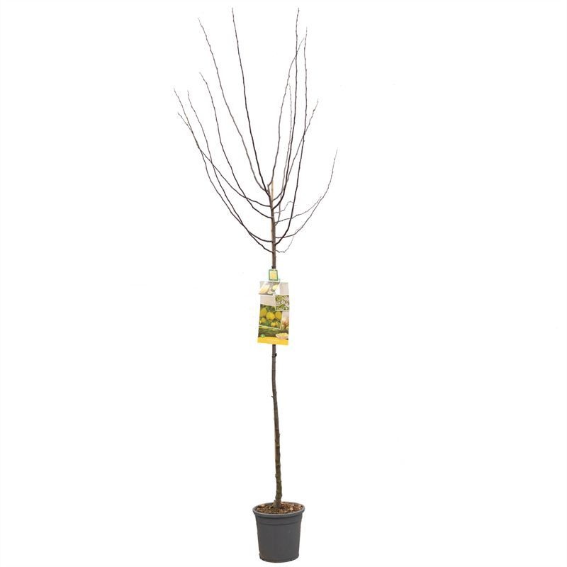 Cydonia oblonga Kweepeer appel hoog Kweepeer appelvorm, D 31