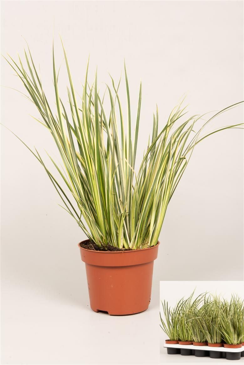 Acorus gram. 'Variegatus', D 12 cm