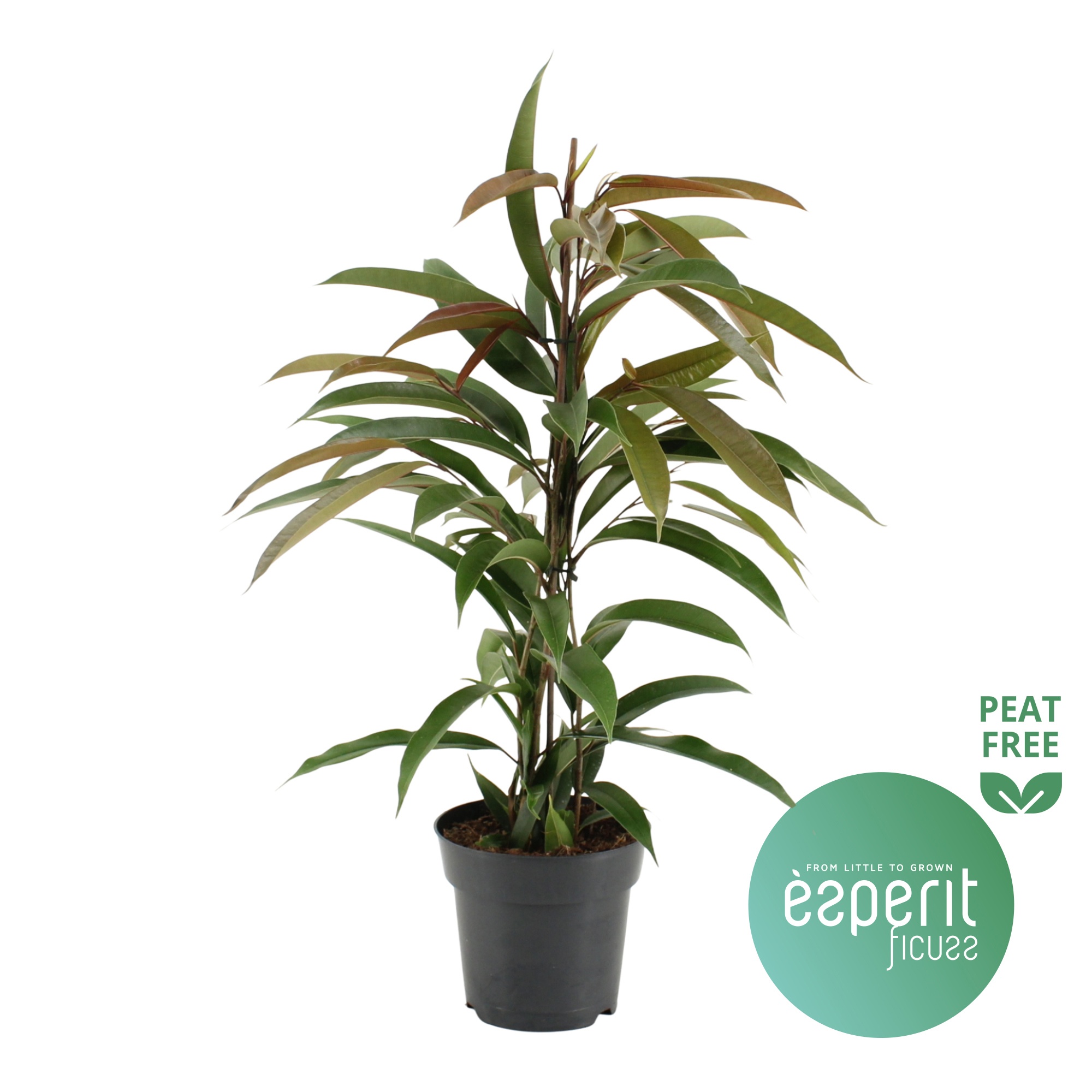 Ficus binnendijkii Amstel King, D 17