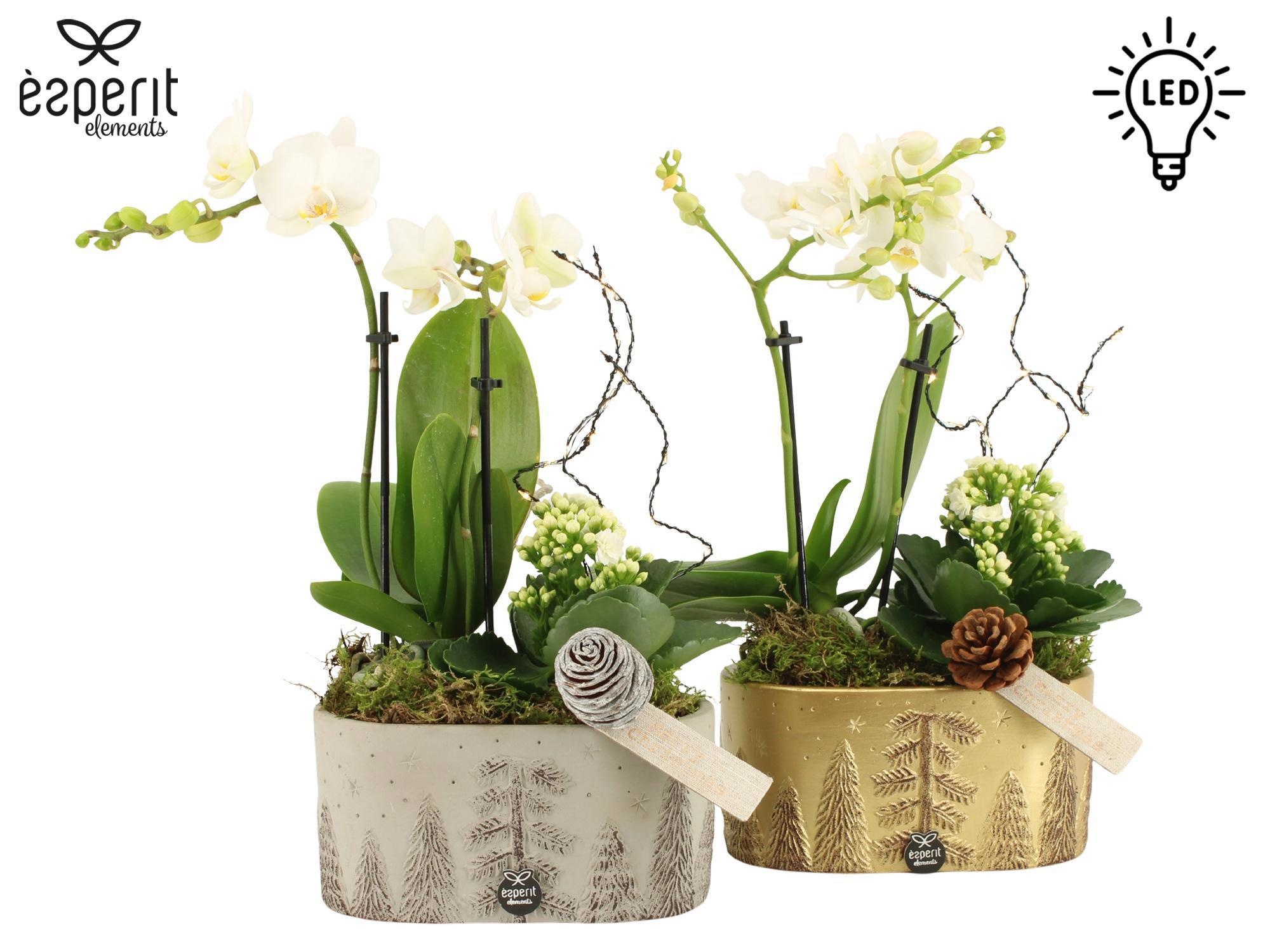 62121: X-mas arrangement met LED, D 19