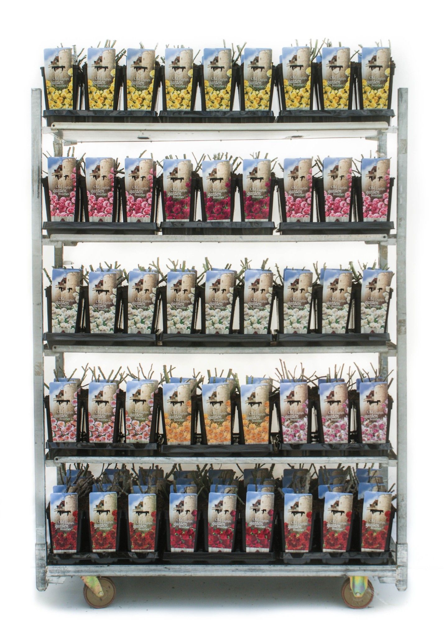 Old English Garden Beauties 3L, D 14